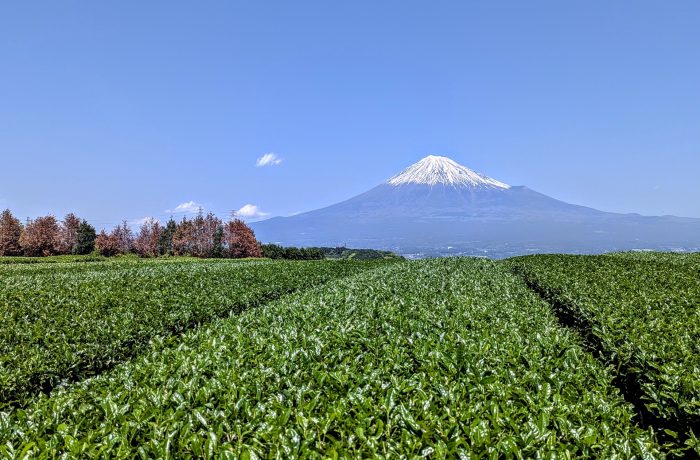 富士市から見える富士山と茶畑